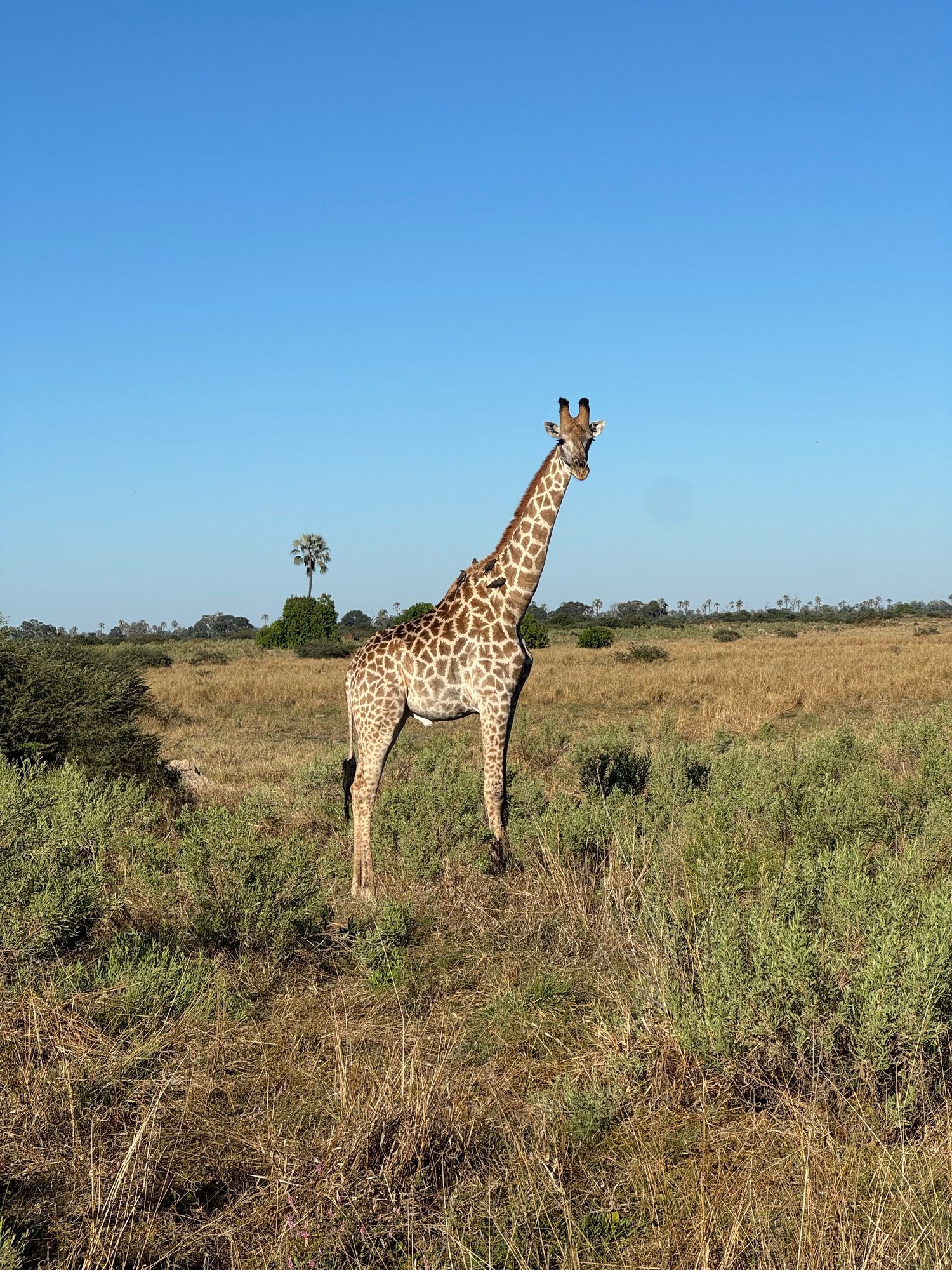 moremi-camp-botswana-familienluxusreisen-thefamilyproject-