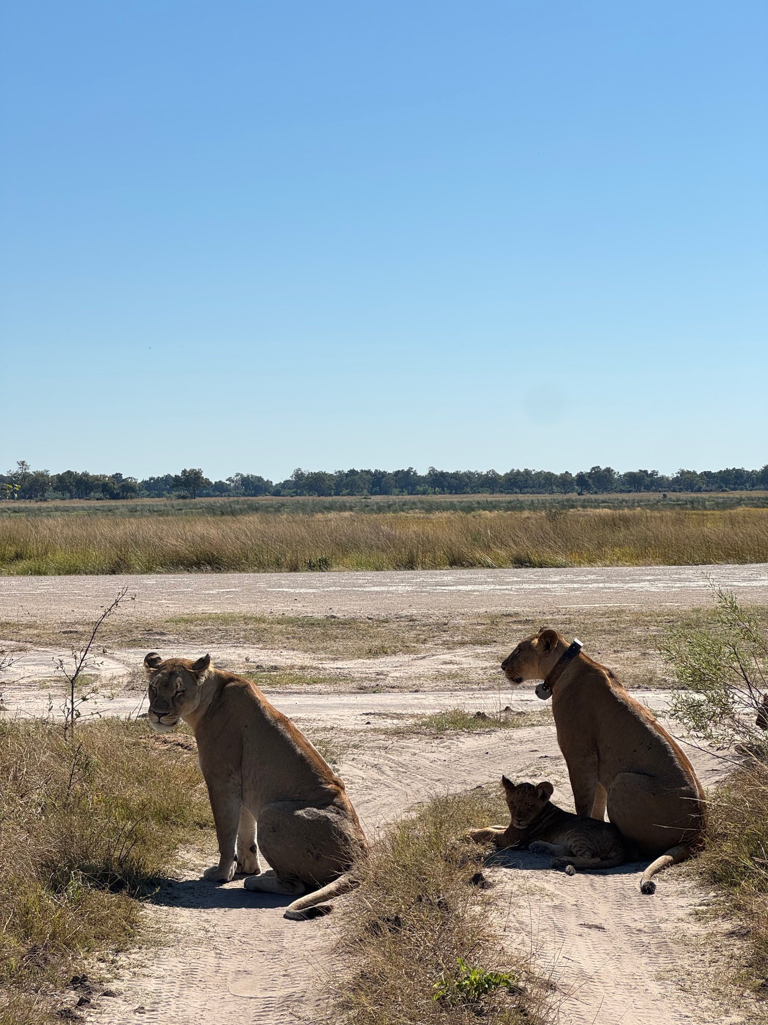 northislandokavango-botswana-familienluxusreisen-thefamilyproject-