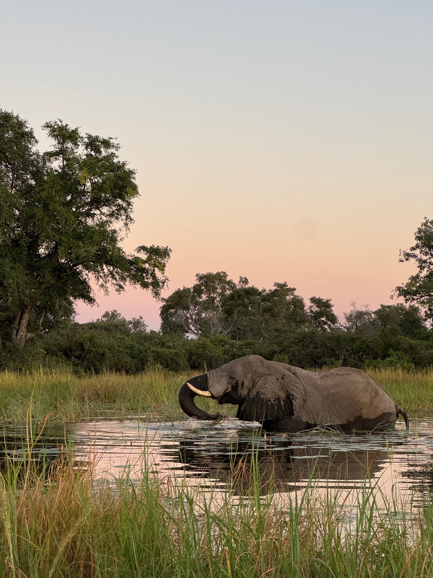 northislandokavango-botswana-familienluxusreisen-thefamilyproject-elefant