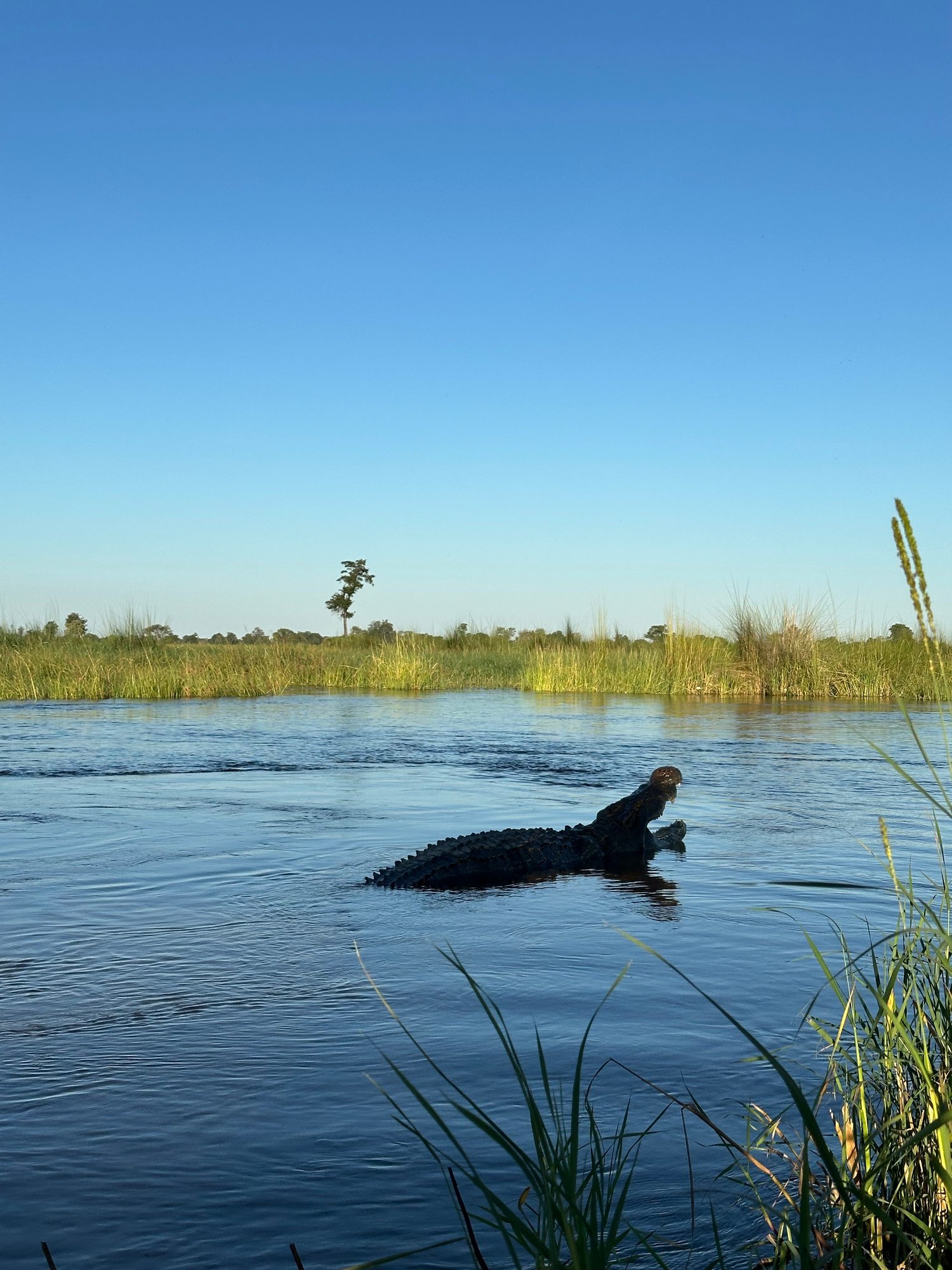 northislandokavango-botswana-familienluxusreisen-thefamilyproject-krokodil