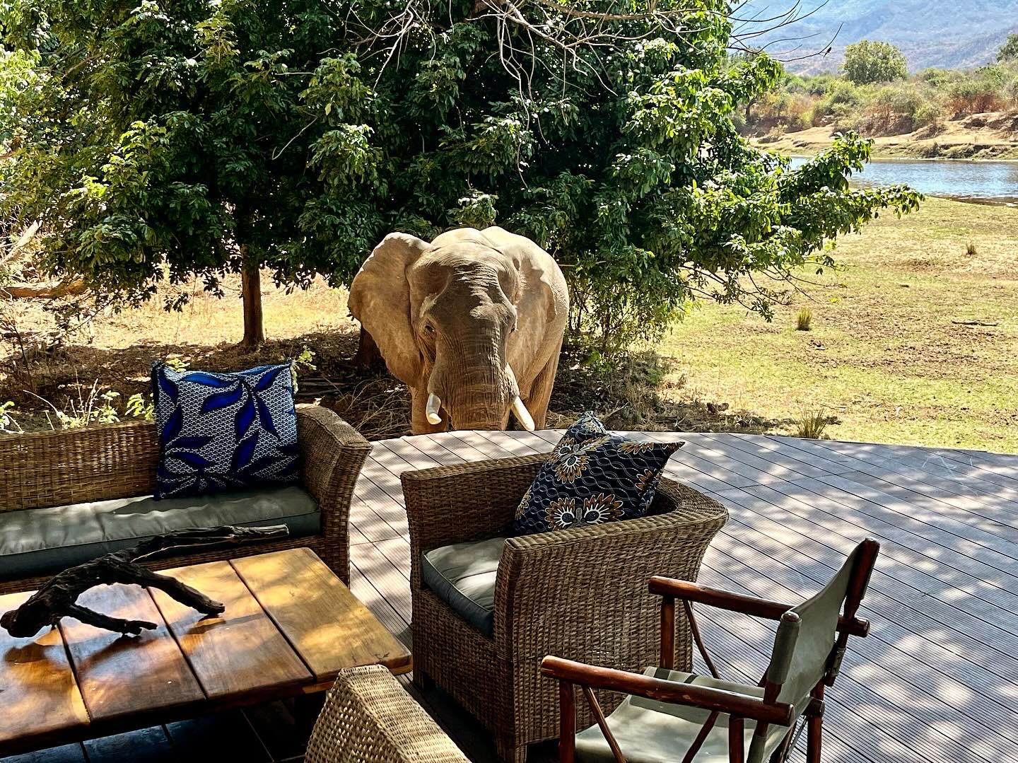 Besuch eines Elefanten im Camp
