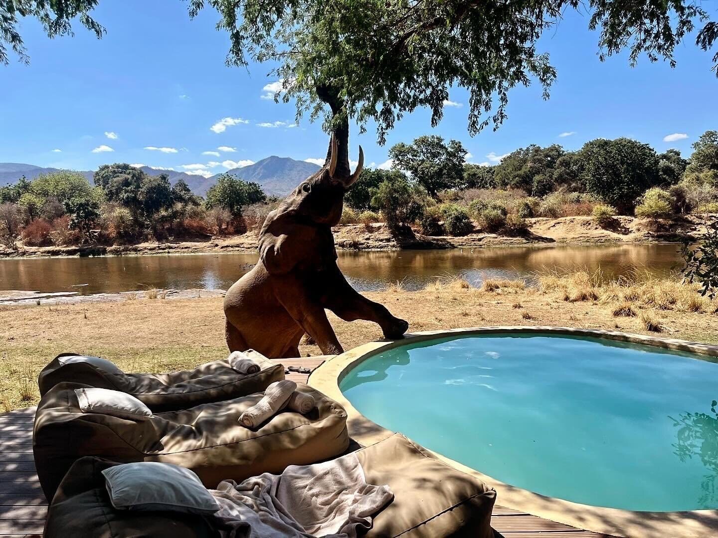 Elefant mitten im Camp des Chongwe House