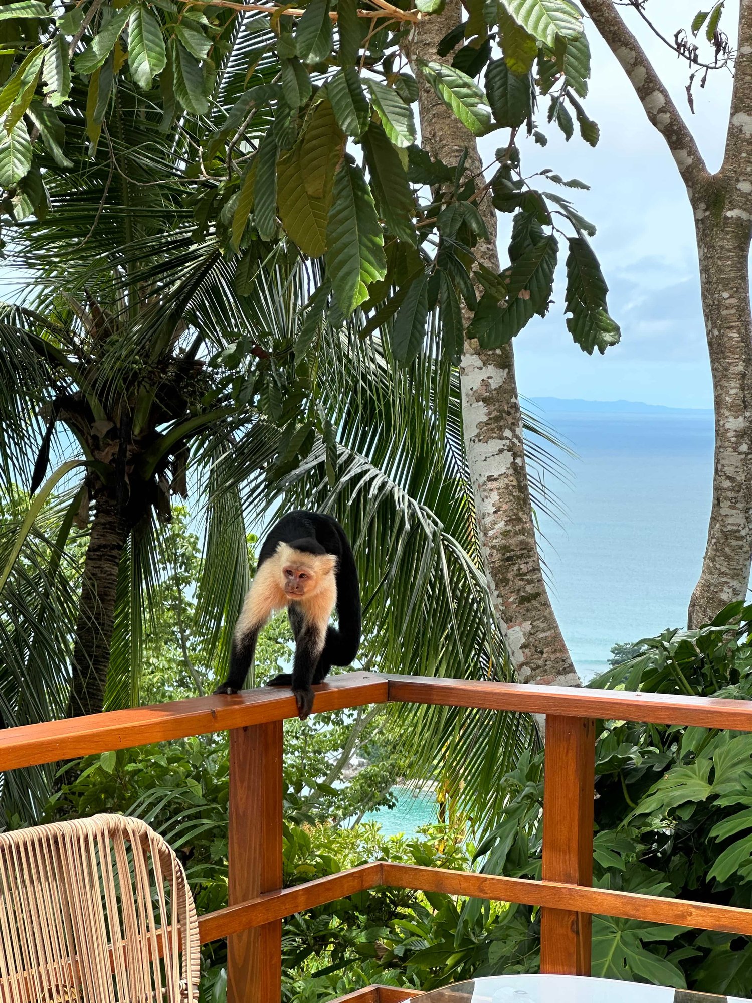 lapas-rio-lodge-katrin-familienluxusreisen-thefamilyproject-affe