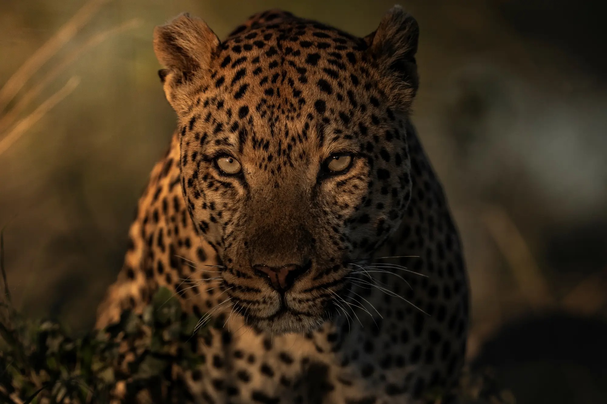 singita-elela-botswana-familienluxusreisen-thefamilyproject-