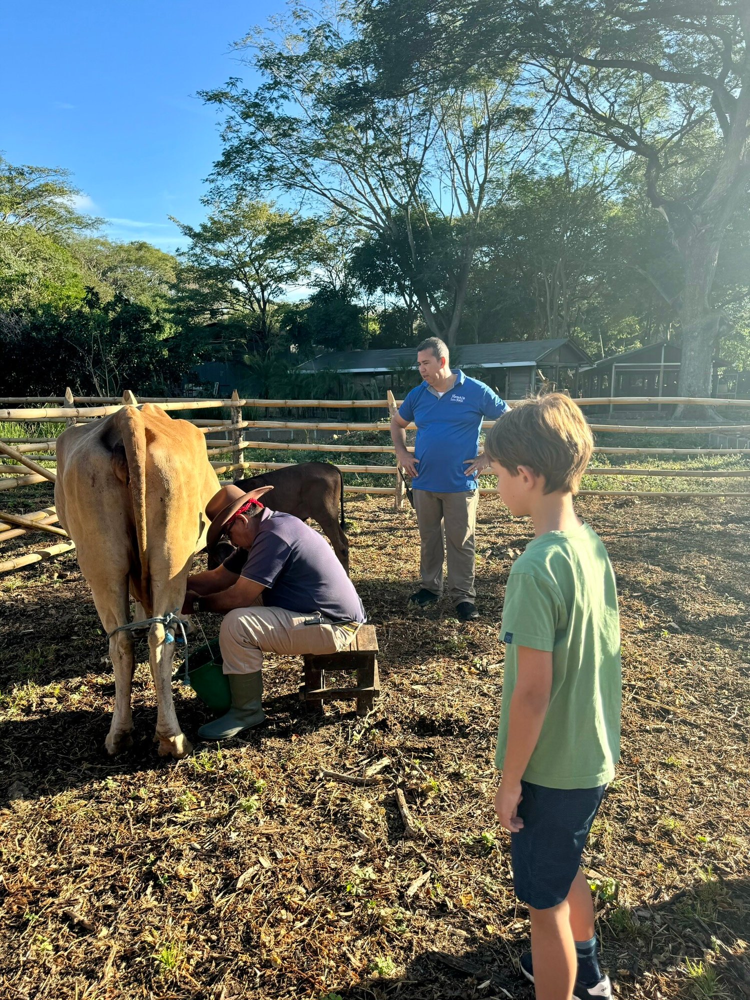Junge lernt Kühe melken auf der Farm