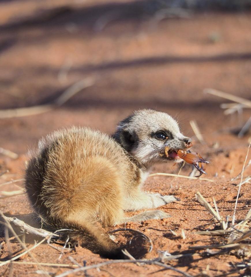 Tiere in der afrikanischen Wüste