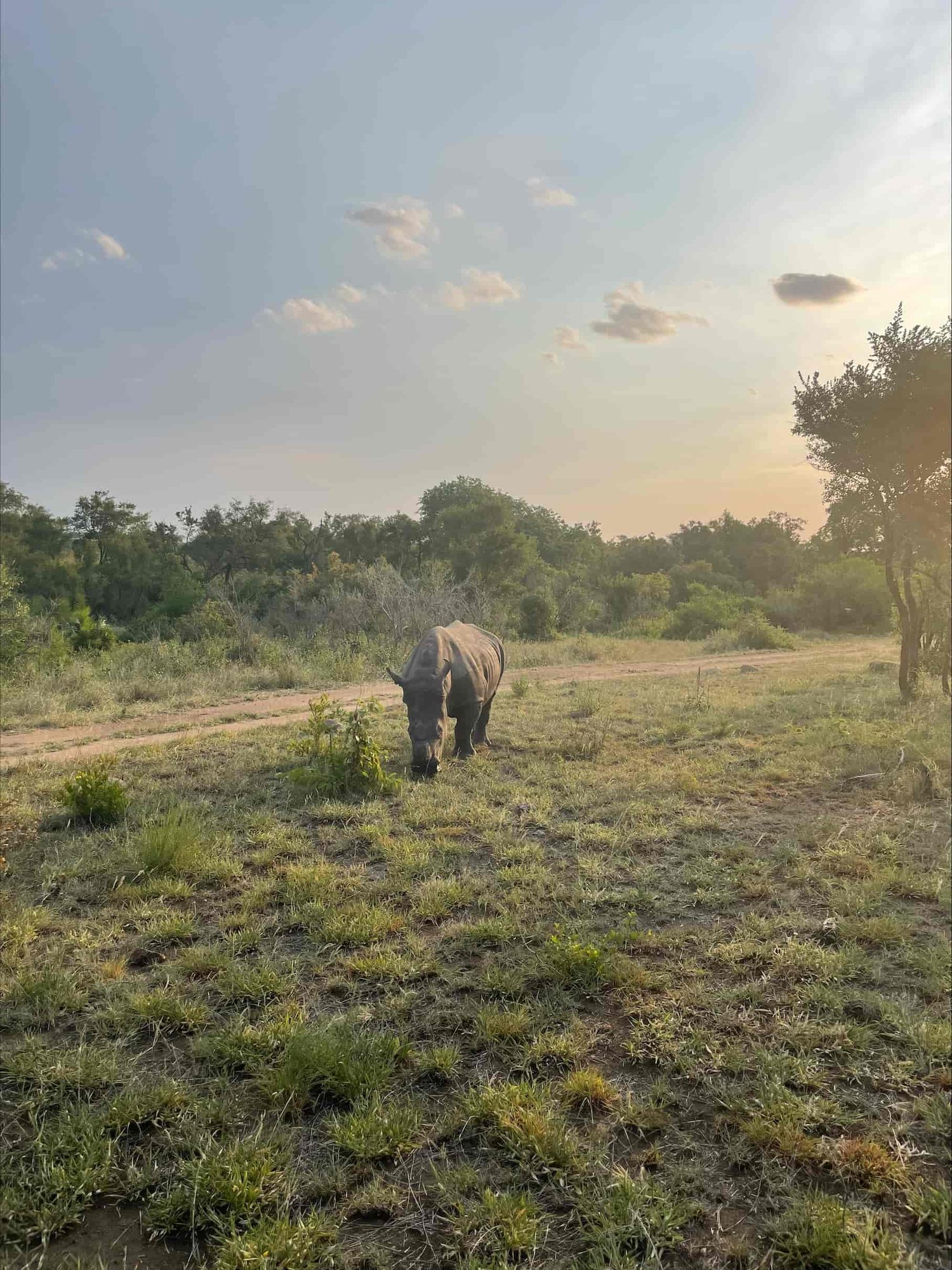 Nashorn in der Landschaft Afrikas