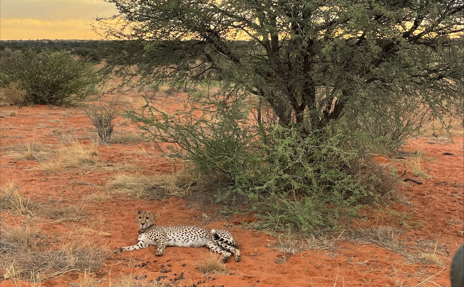 Leopard in der Natur Afrikas