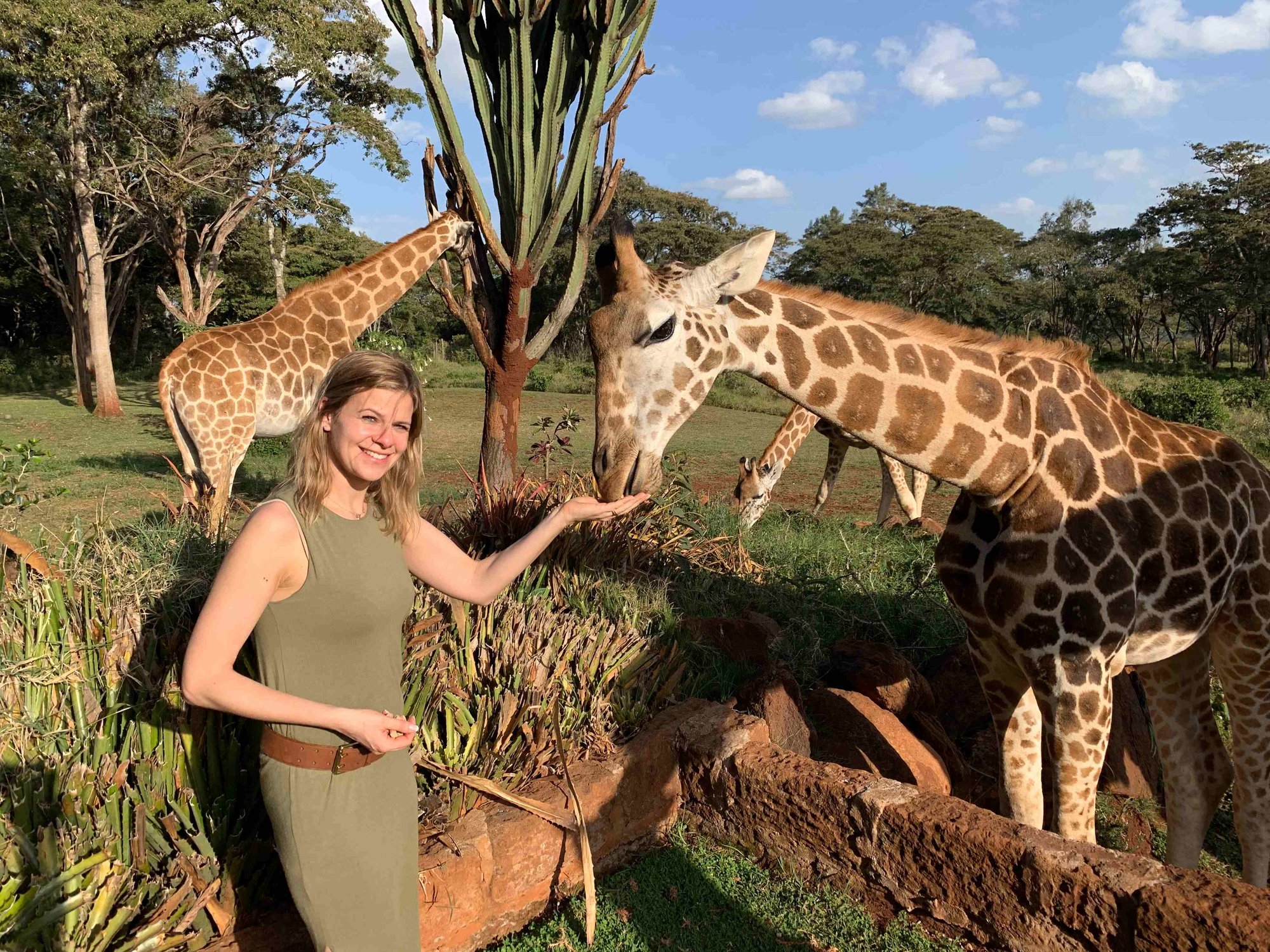 Frau füttert Giraffen im Giraffe Manor