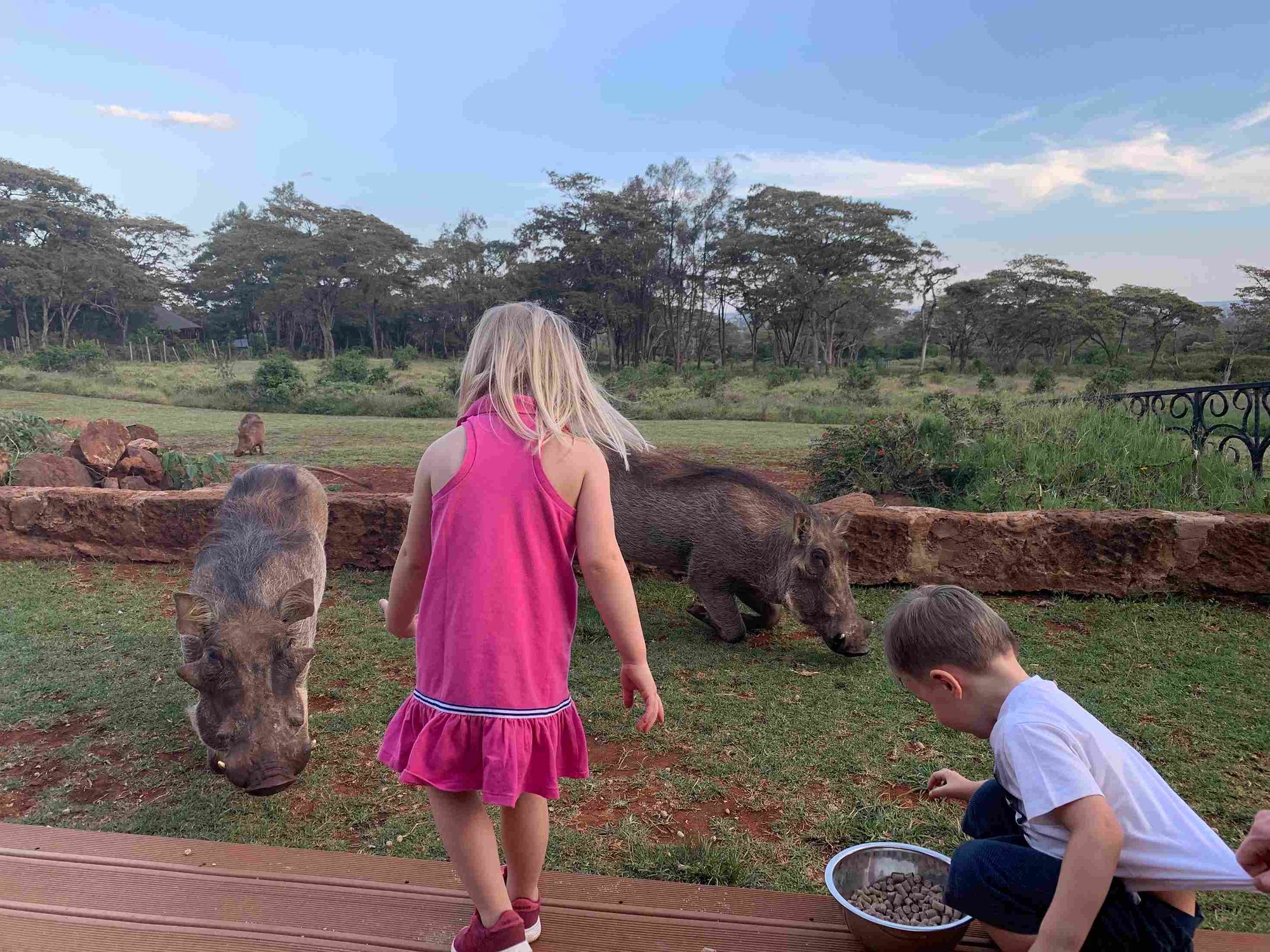 Kinder füttern Schweine im Giraffe Manor