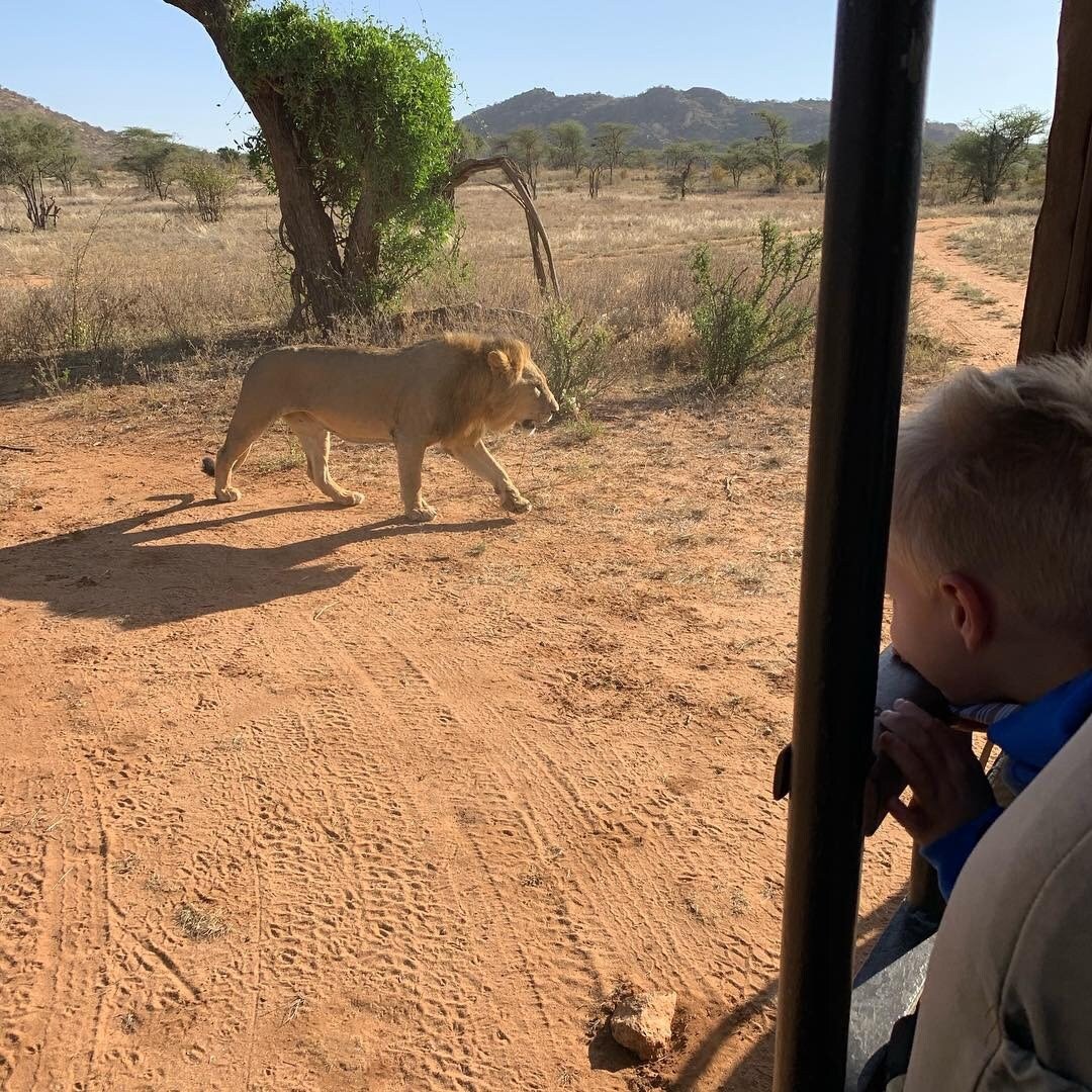 Löwensichtung auf Safari 