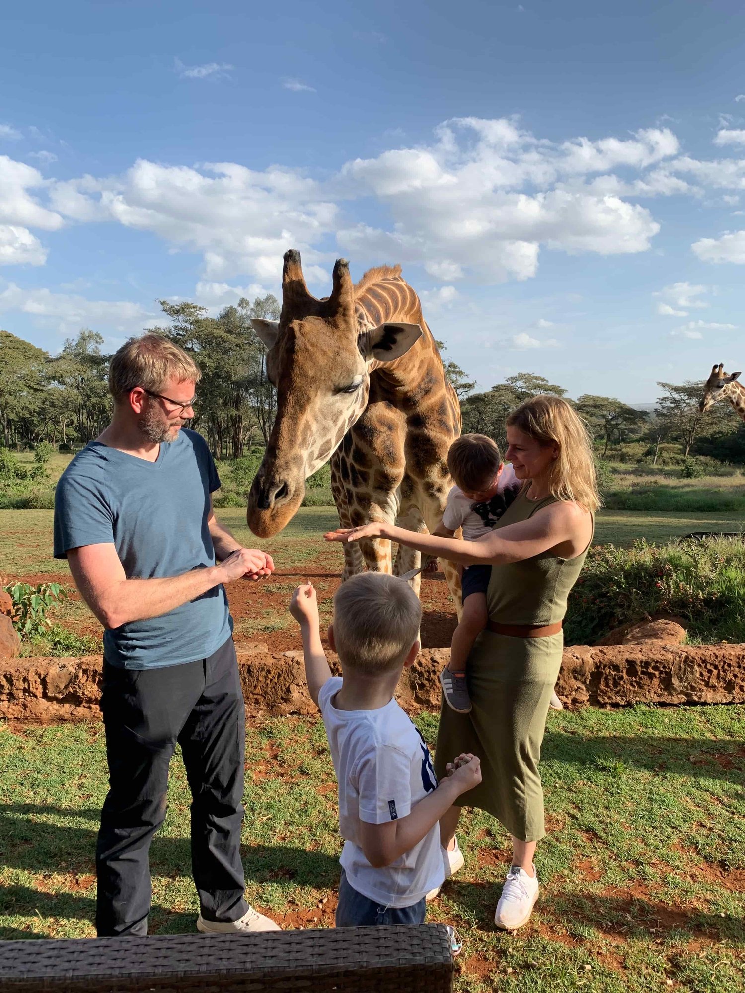 giraffe-fuettern