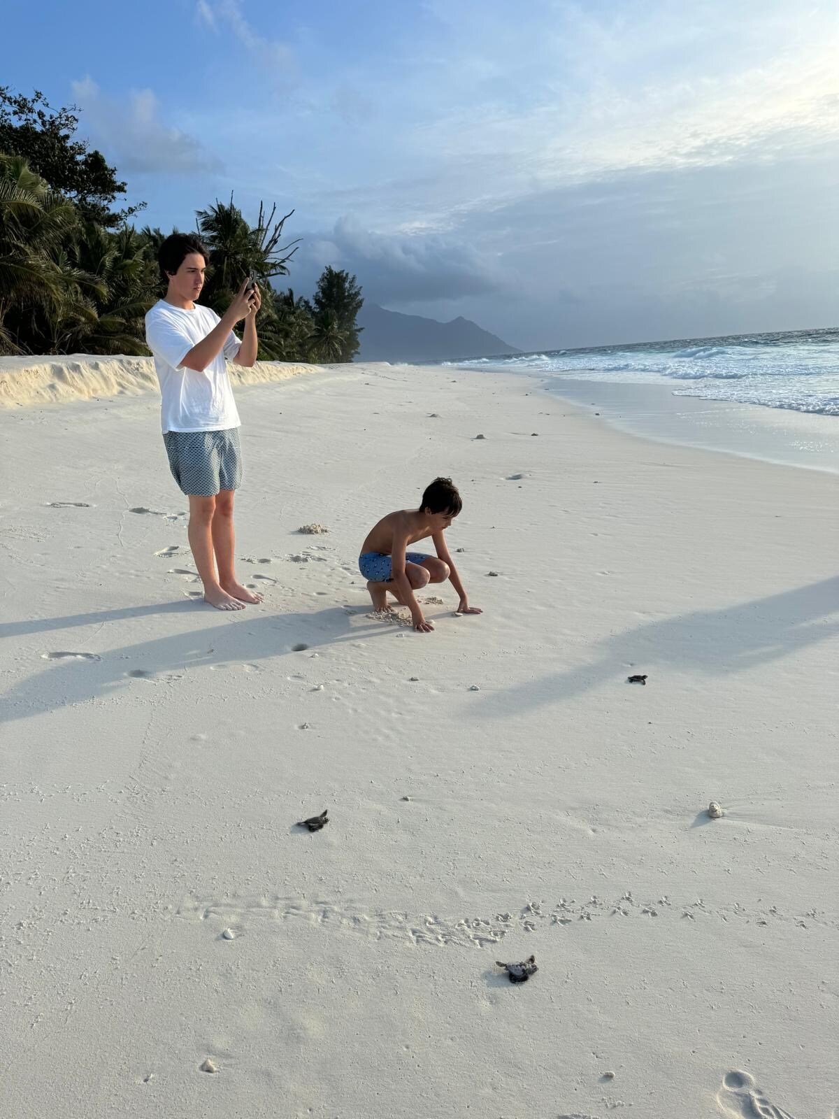 schildkroeten-schutz-seychellen-babys