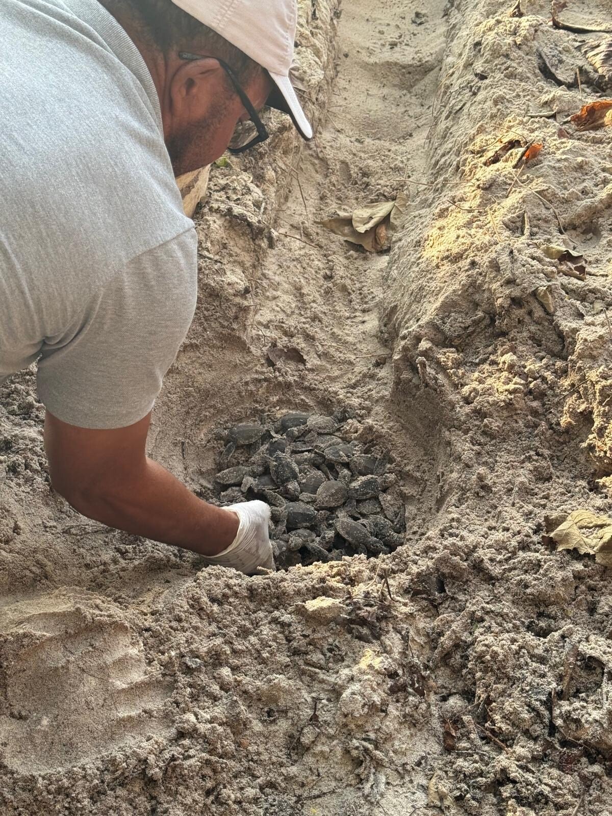 schildkroeten-schutz-seychellen-northisland