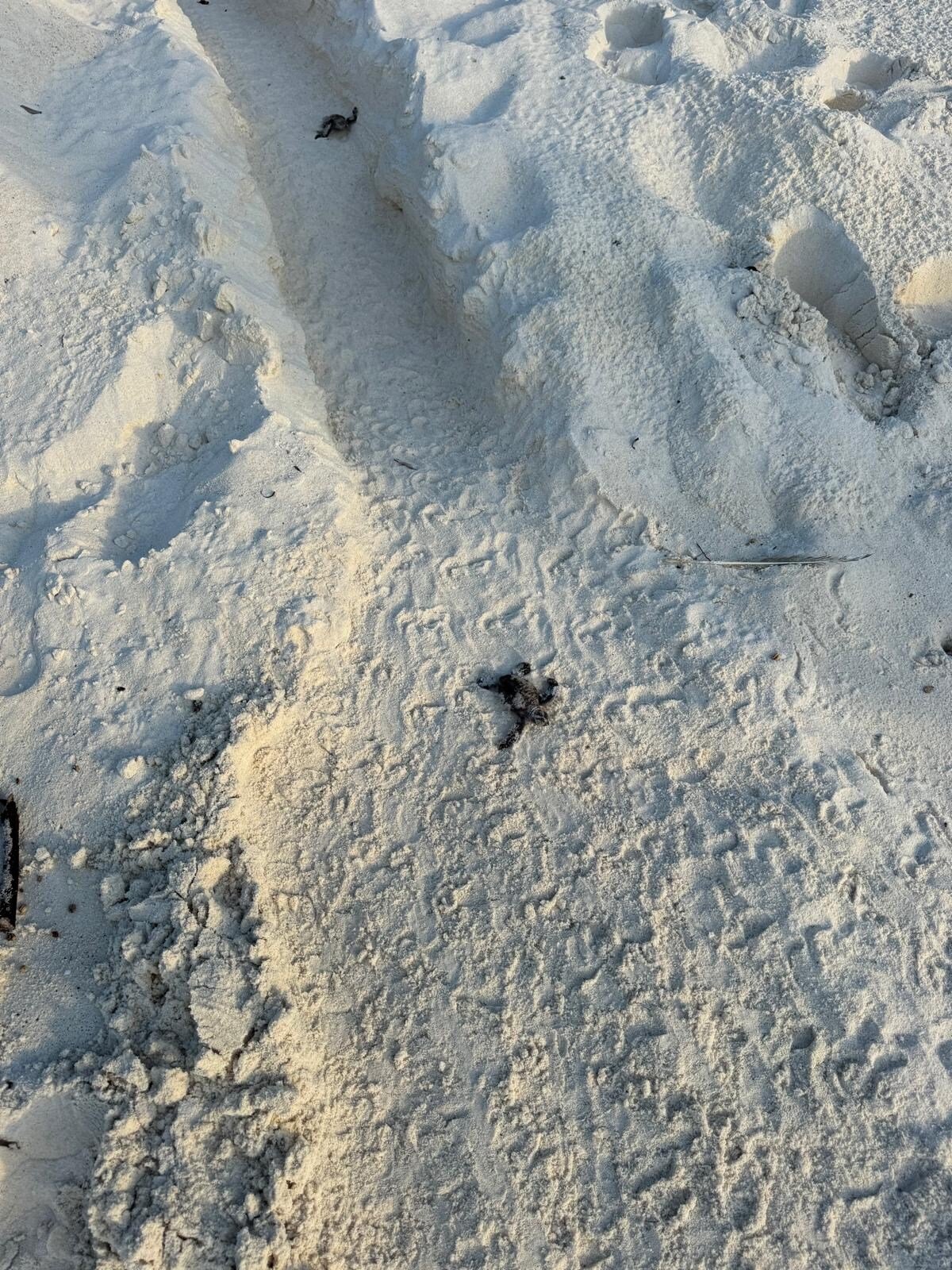 schildkroeten-schutz-seychellen-strand