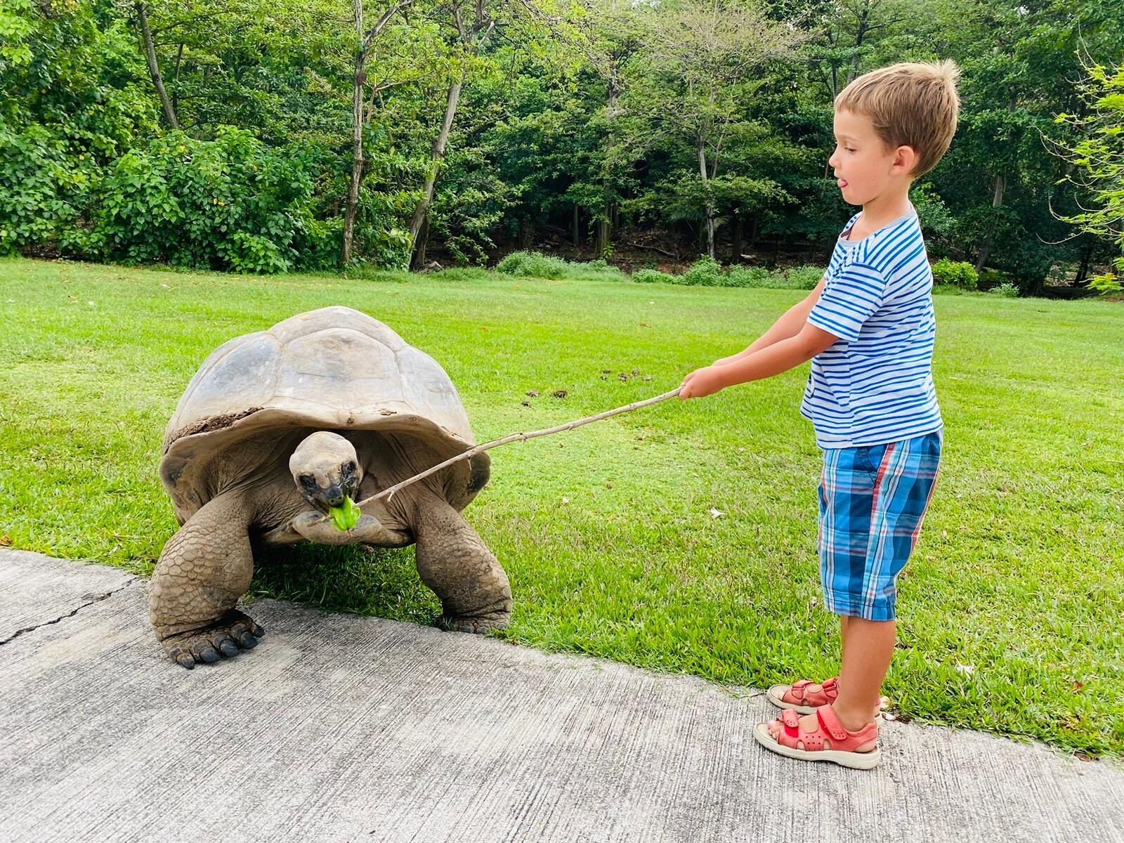 seychellen-schildkroeten