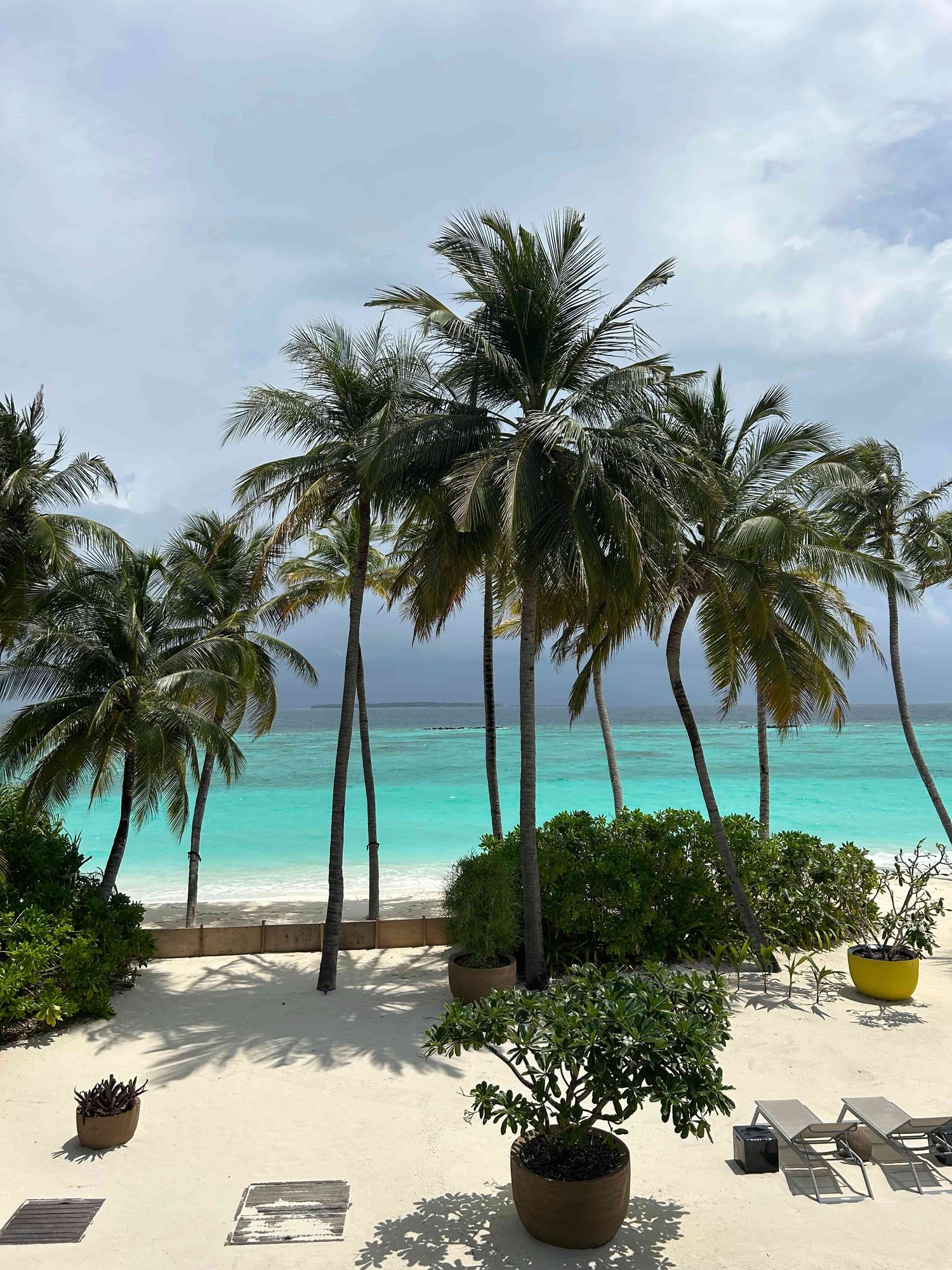 Palmen mit Aussicht aufs Meer