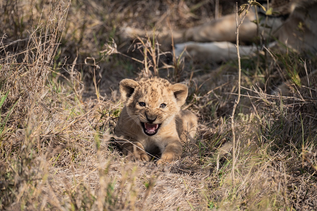 zeitz-foundation-segera-kenya-familienluxusreisen-thefamilyproject-conservation
