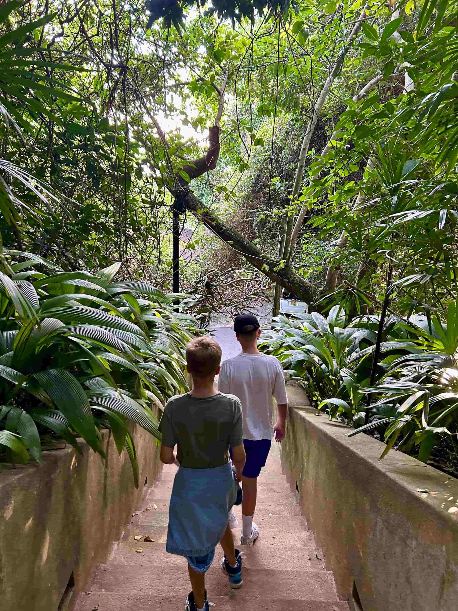 Jungs wandern zwischen Palmen