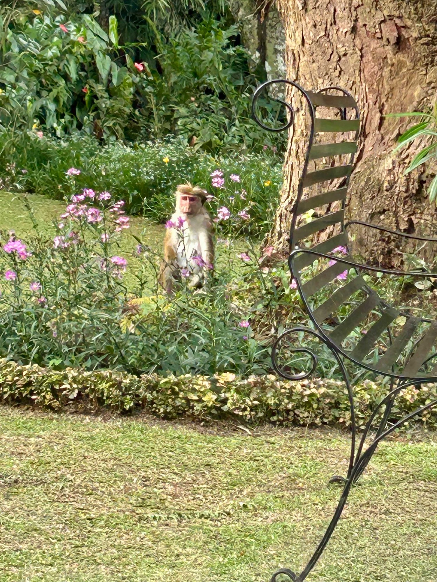 Besuch vom Affen in Sri Lanka