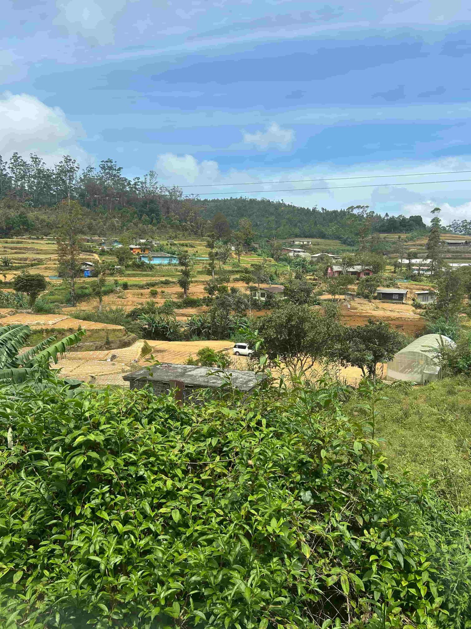 Aussicht auf die Teeplantagen