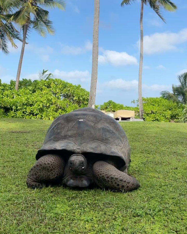 18266322325267386-Faszinierende Begegnungen mit Schildkröten auf North Isla...