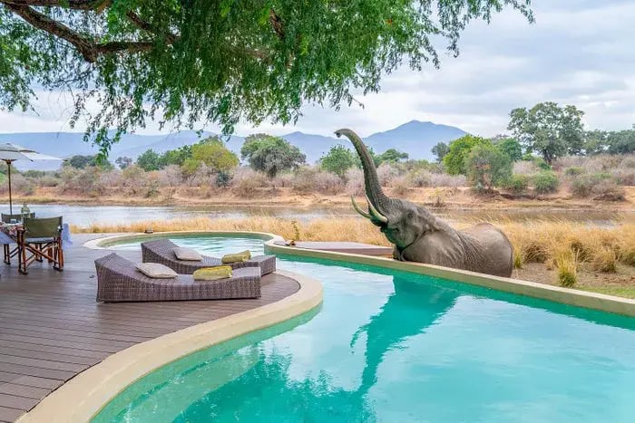 Im Vordergrund ist eine sehr schöne Poolanlage zu sehen. Im Hintergrund ist die freie afrikanische Natur von Sambia zu sehen. Ein Elefant kommt ganz nah an den Pool und streckt seinen Rüssel zur Begrüßung in die Luft.