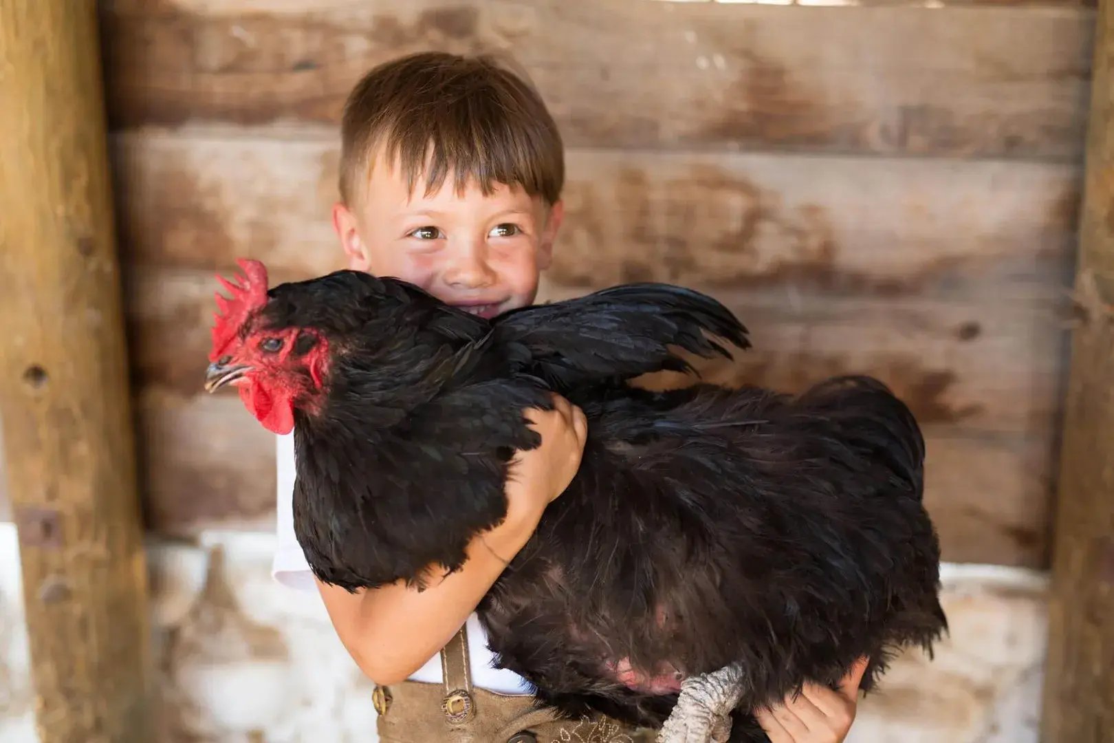 Ein kleiner Junge hält ein schwarzes Huhn auf dem Arm.