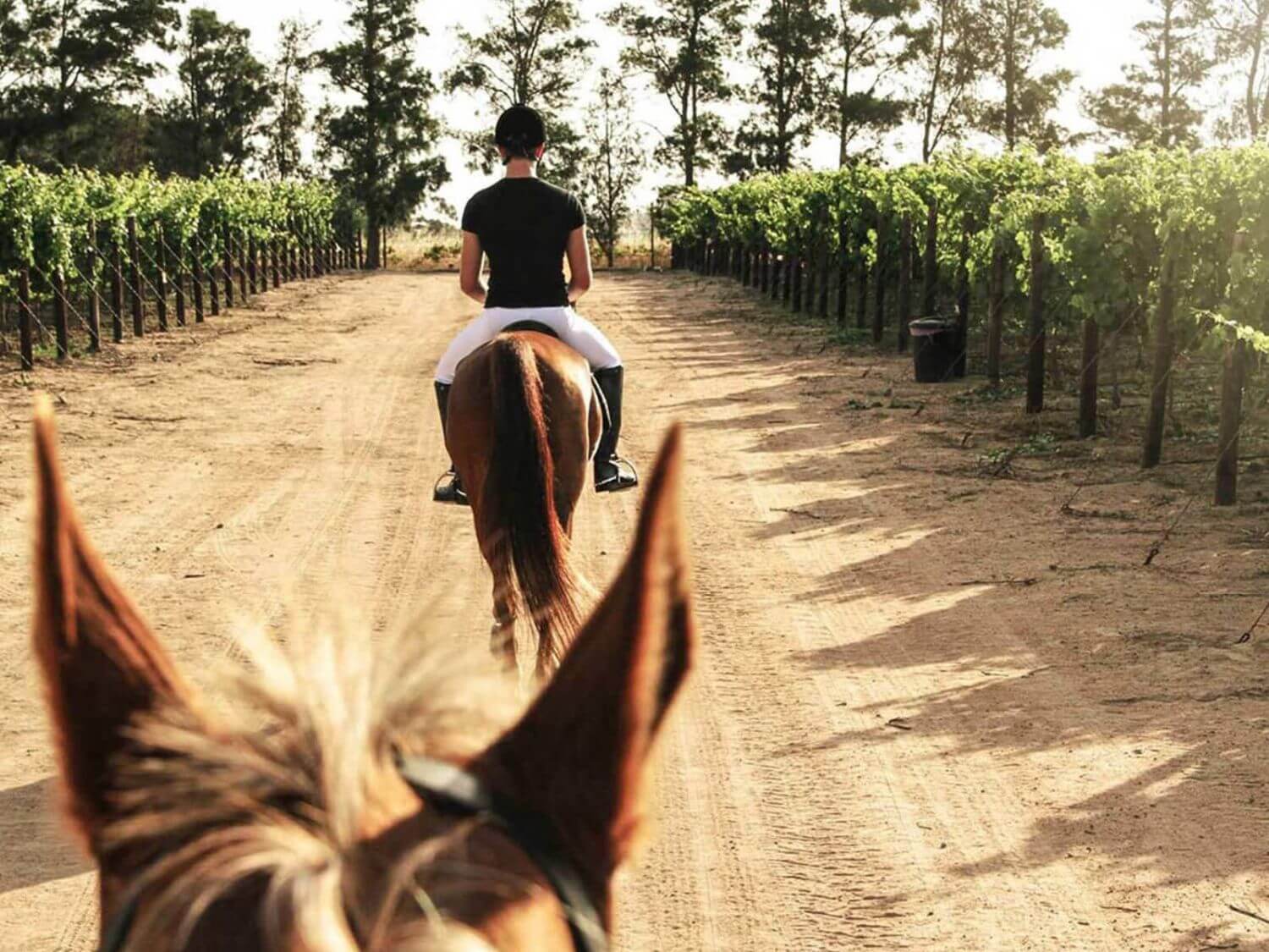 Zwei Touristen reiten durch ein Weinanbaugebiet.