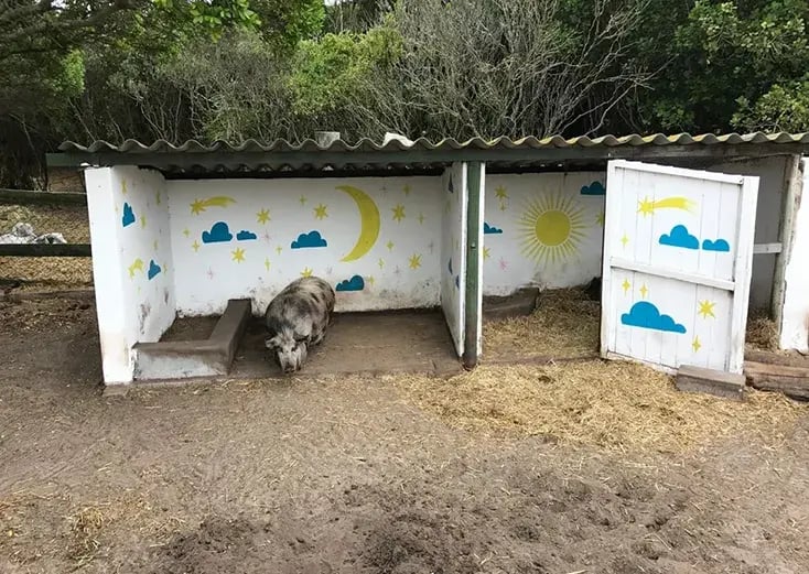 grootbos private nature reserve afrika exklusiv the family project schweine