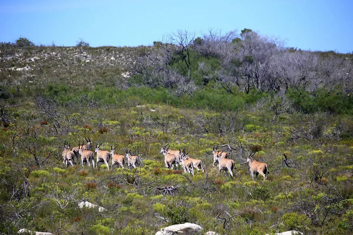 lekkerwater beach lodge antilopen