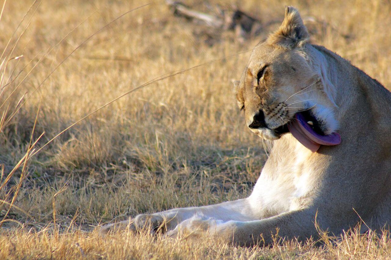 Marataba-Safari-Lodge-Suedafrika-Reisen-mit-Kindern-Loewe