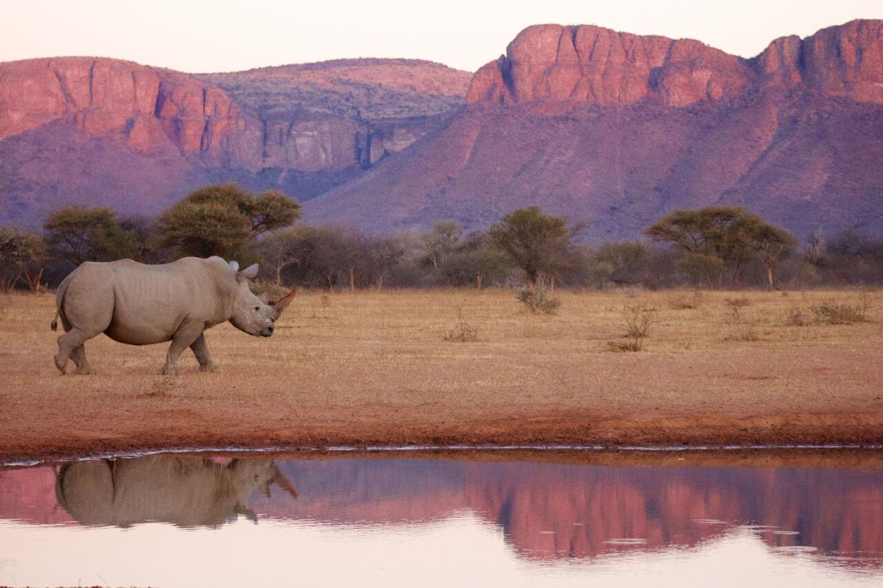 Ein Nashorn läuft vor spektakulärer Bergkulisse an einem Wasserloch vorbei.