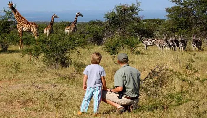 mhondoro-safari-lodge-suedafrika-giraffe