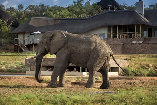 Mhondoro%20Safari%20Villa%20Lodge%20Familienluxusreisen%20TheFamilyProject%20Elefanten