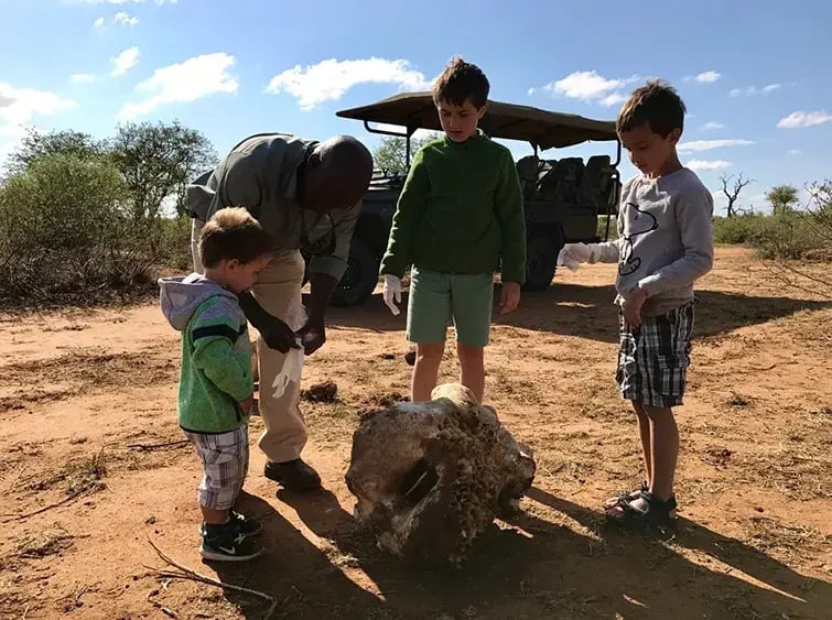 molori safari lodge madikwe sudafrika afrika exklusiv the family project privatbilder safari kinder skelett