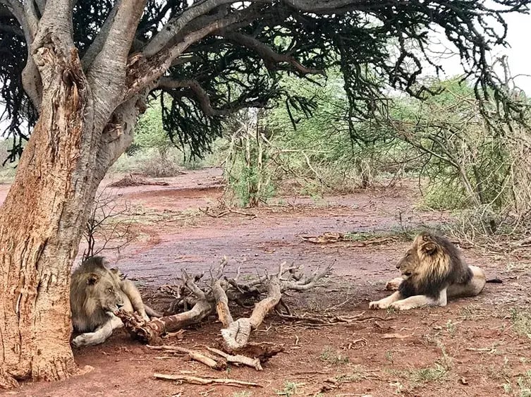 molori safari lodge madikwe sudafrika afrika exklusiv the family project privatbilder safari lowen