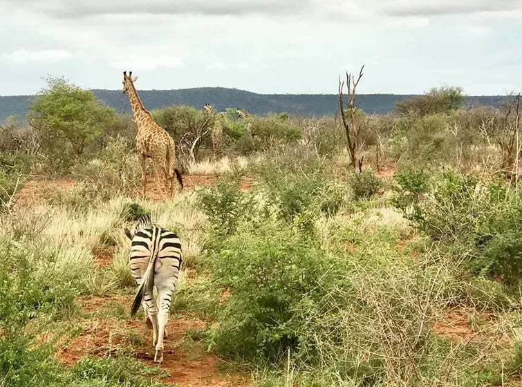 molori safari lodge madikwe sudafrika afrika exklusiv the family project privatbilder safari zebra giraffe