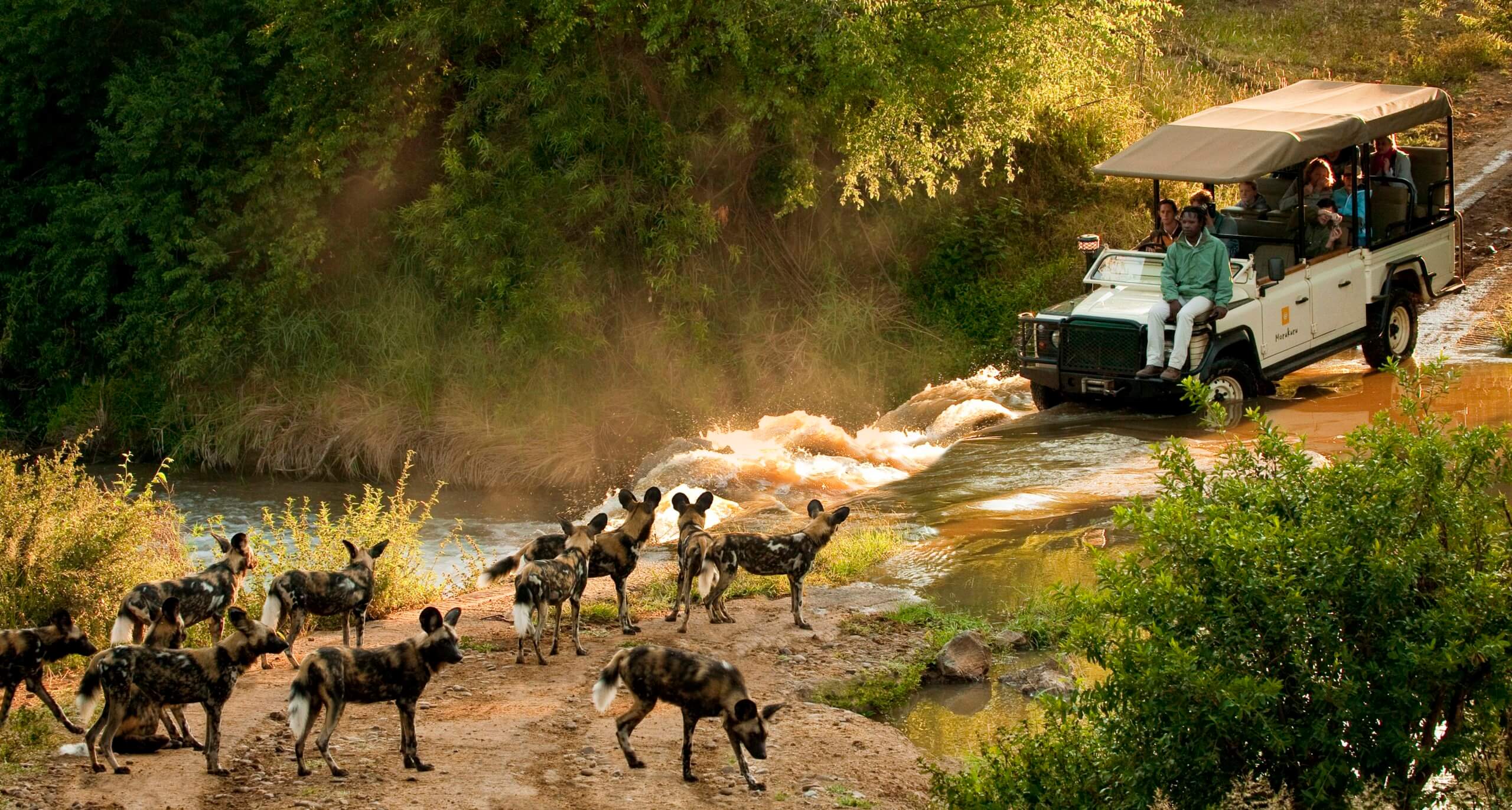 Auf Safari trifft ein Jeep ein Rudel Afrikanische Wildhunde.