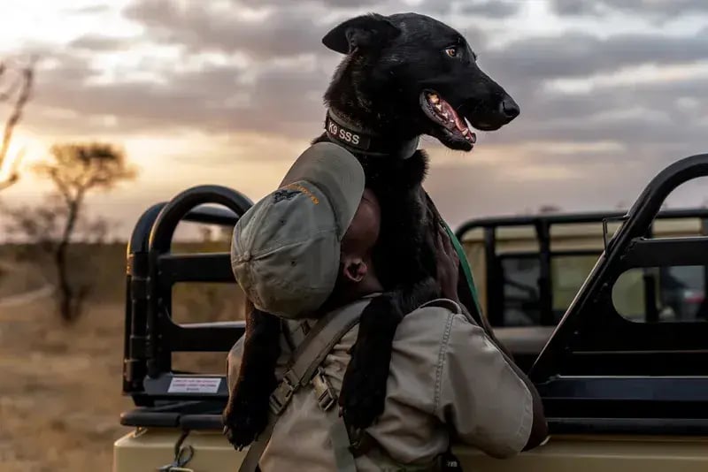 singita boulders lodge suedafrika hund