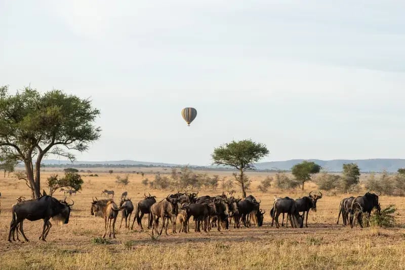 singita sweni lodge suedafrika gnus