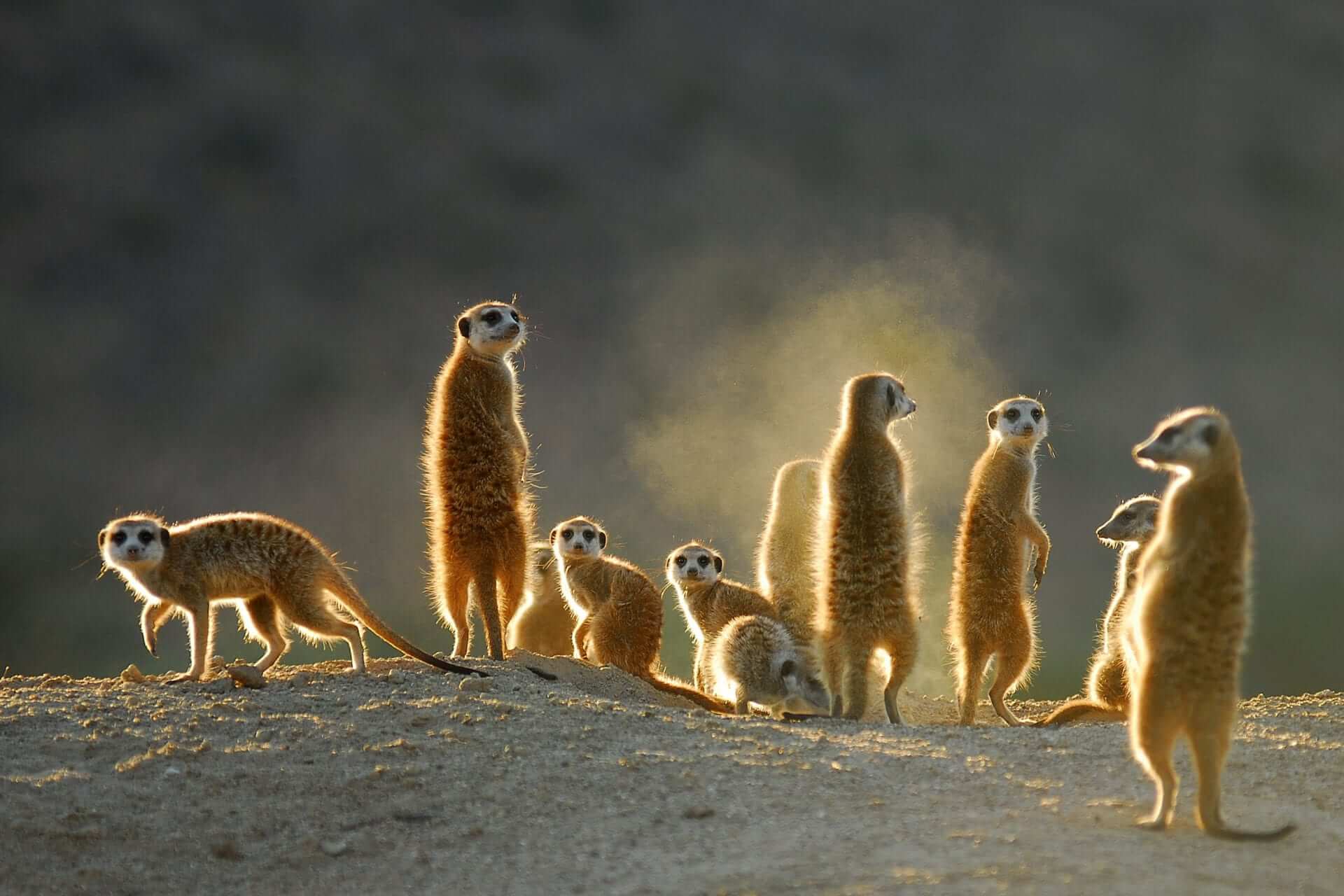 Eine Gruppe von Erdmännchen, einige stehen, einige hocken.