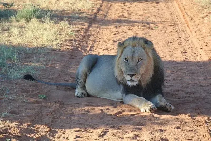 tswalu-kalahari-sudafrika-afrika-privatbild17
