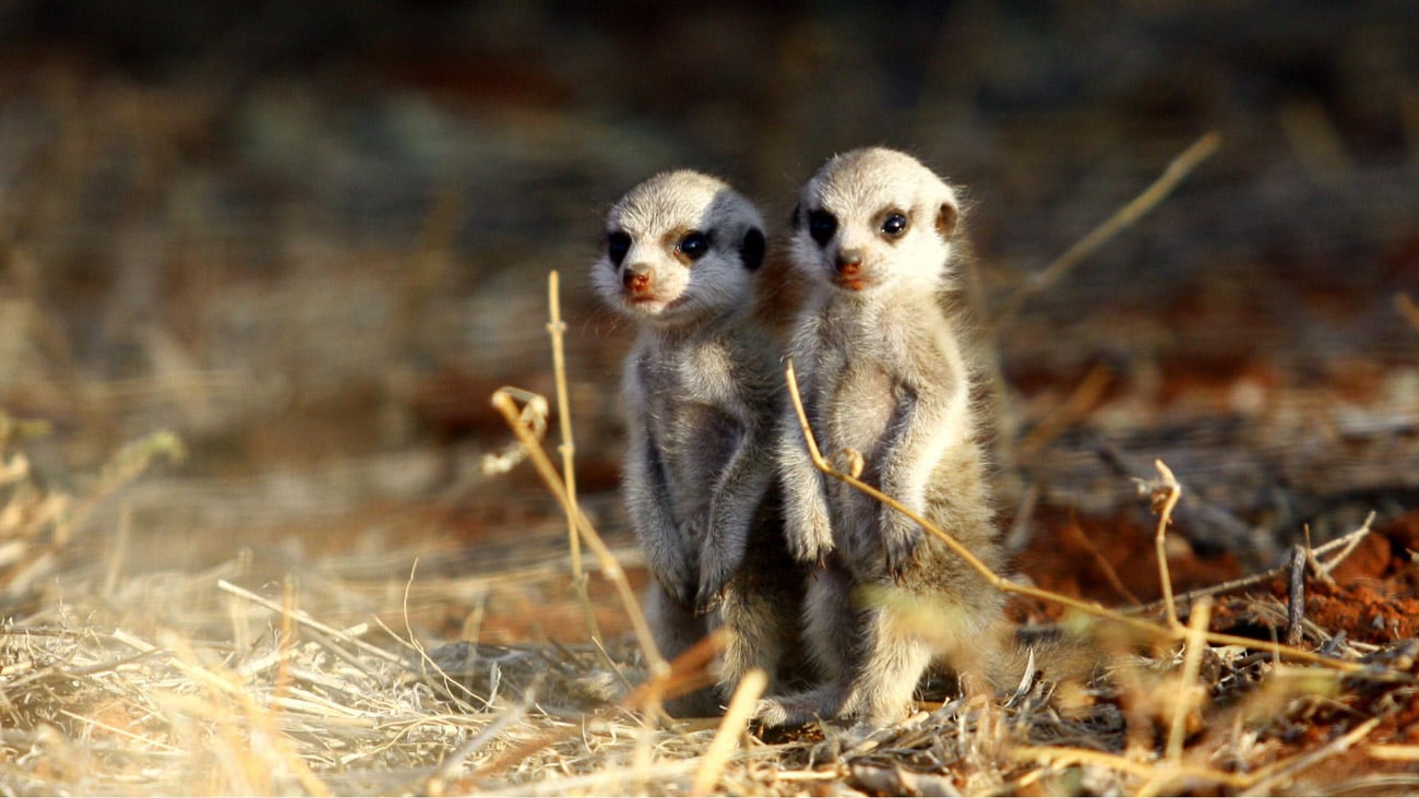 Tswalu-Kalahari-Suedafrika-Suedafrika-als-Familie-Erdmaennchen