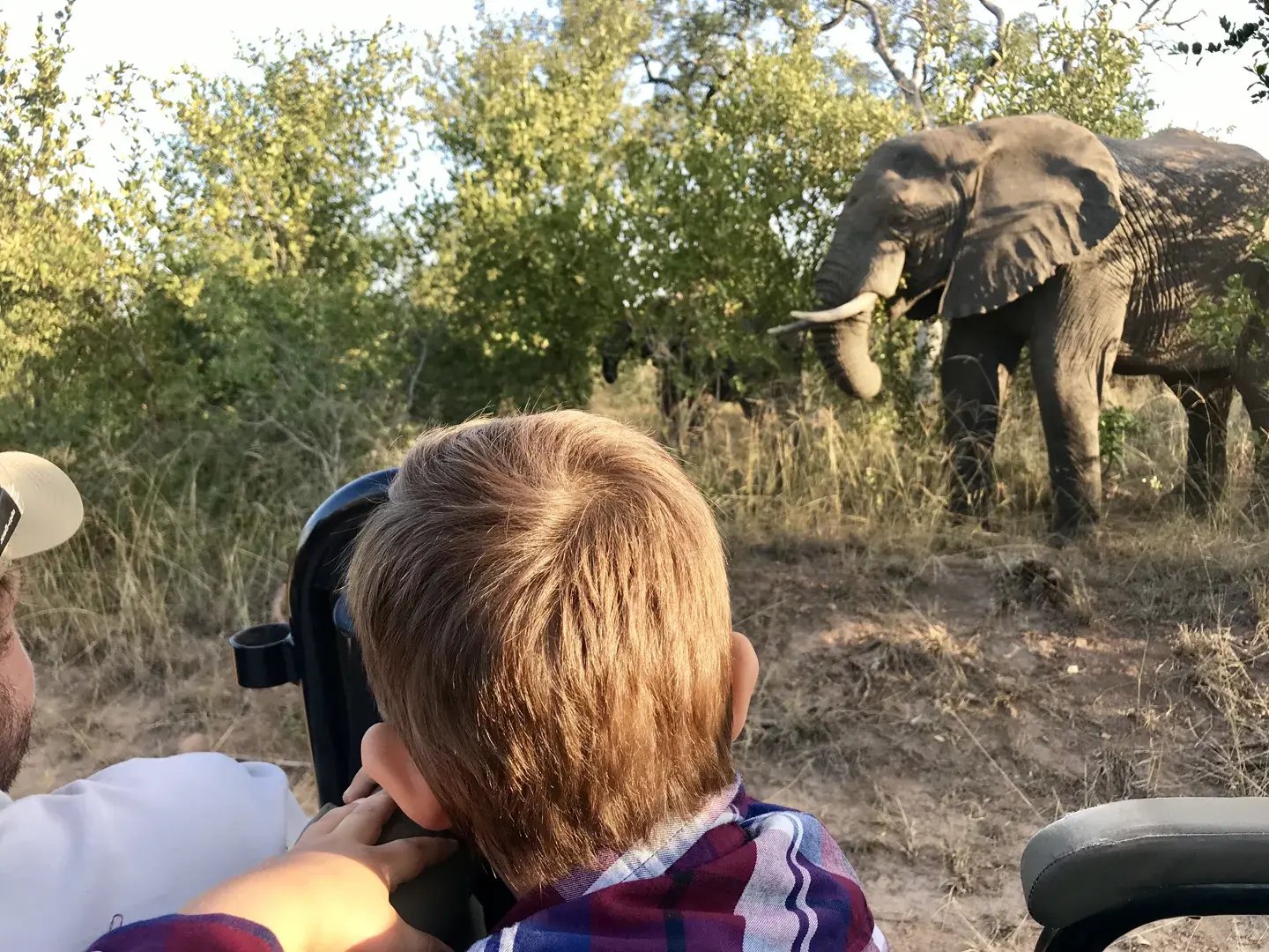 ulusaba sudafrika elefant bei familiensafari