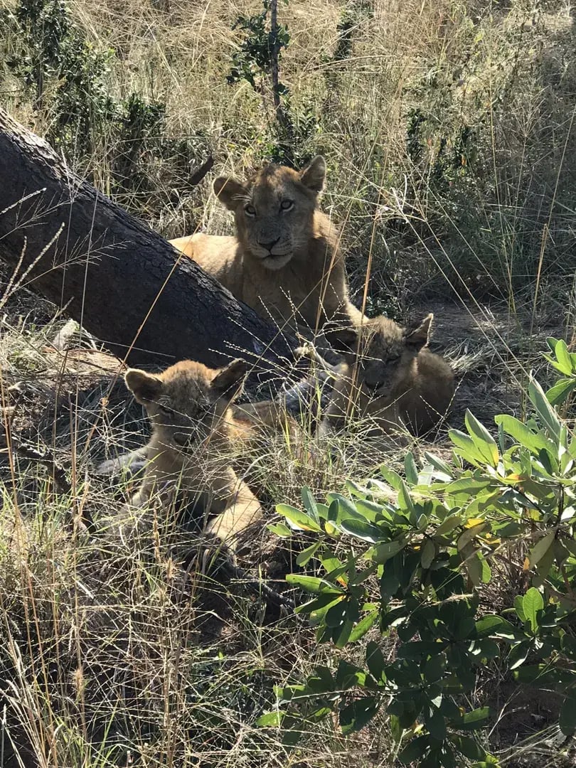 ulusaba sudafrika familienluxusreise babylowen