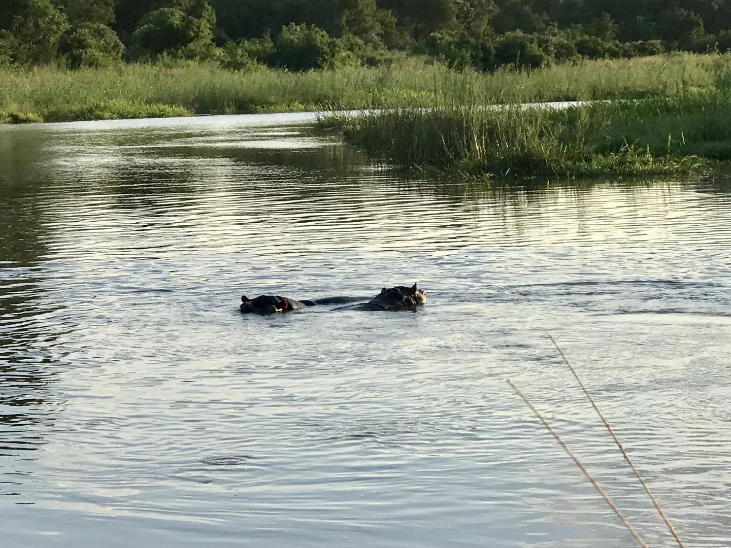 ulusaba sudafrika familienluxusreise hippos