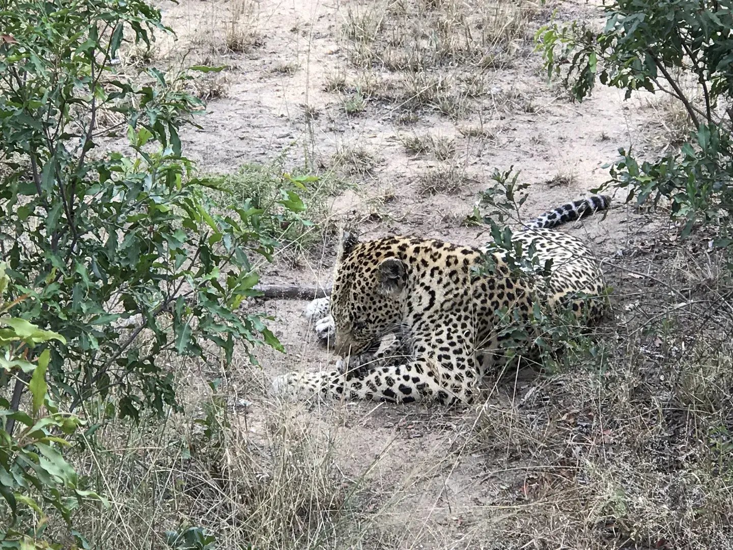 ulusaba sudafrika familienluxusreise leopard