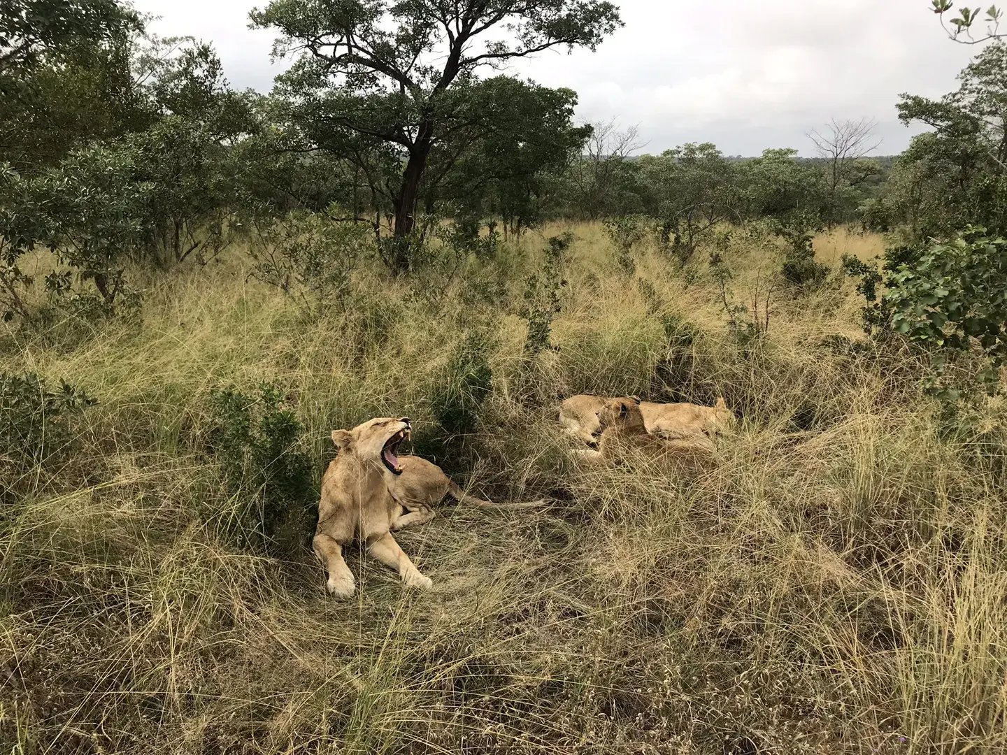 ulusaba sudafrika familienluxusreise lowe