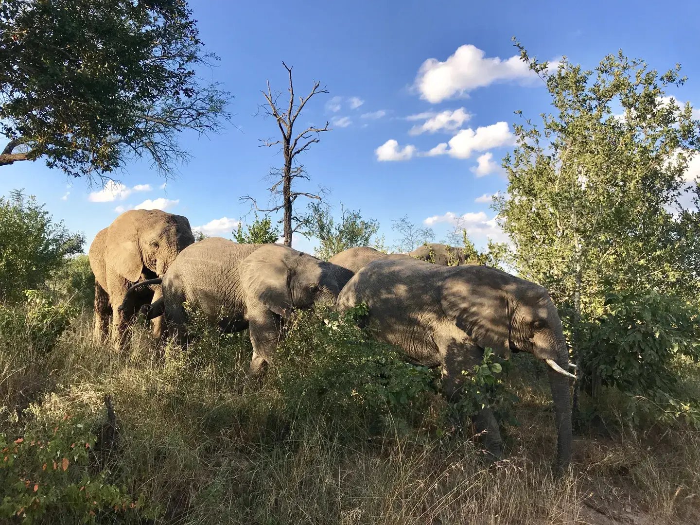 ulusaba sudafrika familienluxusreise